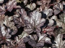 Purpurglöckchen 'Timeless Treasure' -Günstiges Erd Seele Geschäft purpurgloeckchen timeless treasure m117870 w 3