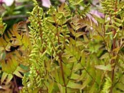 Purpurkönigsfarn 'Purpurascens' -Günstiges Erd Seele Geschäft purpurkoenigsfarn purpurascens m009192 w 0