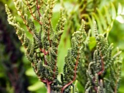 Purpurkönigsfarn 'Purpurascens' -Günstiges Erd Seele Geschäft purpurkoenigsfarn purpurascens m009192 w 1