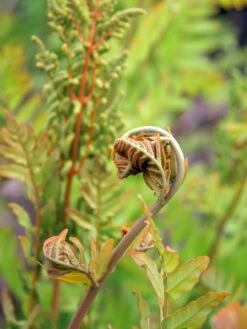 Purpurkönigsfarn 'Purpurascens' -Günstiges Erd Seele Geschäft purpurkoenigsfarn purpurascens m009192 w 2