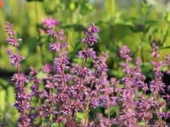 Quirlblütiger Salbei 'Endless Love' -Günstiges Erd Seele Geschäft quirlbluetiger salbei endless love m109924 w 0