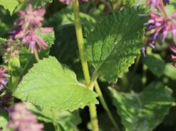 Quirlblütiger Salbei 'Endless Love' -Günstiges Erd Seele Geschäft quirlbluetiger salbei endless love m109924 w 1