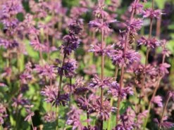 Quirlblütiger Salbei 'Endless Love' -Günstiges Erd Seele Geschäft quirlbluetiger salbei endless love m109924 w 2