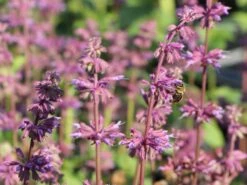 Quirlblütiger Salbei 'Endless Love' -Günstiges Erd Seele Geschäft quirlbluetiger salbei endless love m109924 w 3