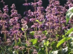 Quirlblütiger Salbei 'Endless Love' -Günstiges Erd Seele Geschäft quirlbluetiger salbei endless love m109924 w 5