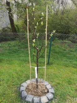 Quitte 'Bereczki-Birnenquitte' 21 Quitte 'Bereczki-Birnenquitte' -Günstiges Erd Seele Geschäft quitte bereczki birnenquitte m106668 1509146 0