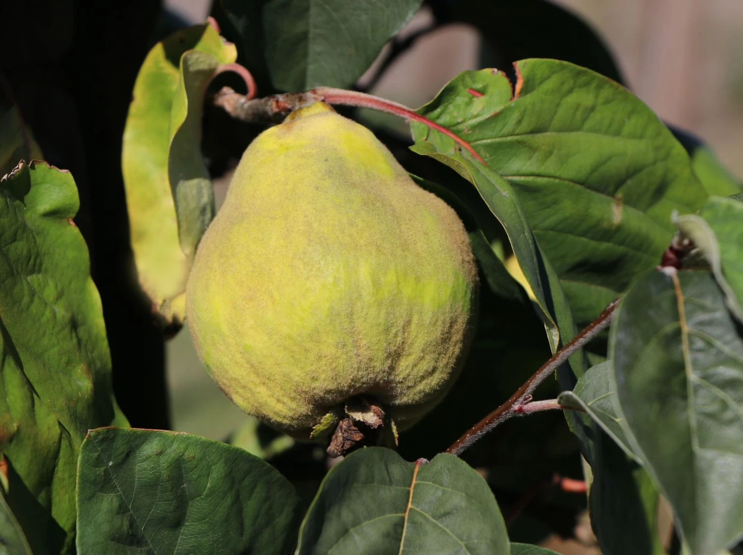 Quitte 'Bereczki-Birnenquitte' 3 Quitte 'Bereczki-Birnenquitte'