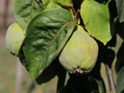 Quitte 'Bereczki-Birnenquitte' 20 Quitte 'Bereczki-Birnenquitte' -Günstiges Erd Seele Geschäft quitte bereczki birnenquitte m106668 w 0