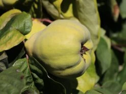 Quitte 'Bereczki-Birnenquitte' 16 Quitte 'Bereczki-Birnenquitte' -Günstiges Erd Seele Geschäft quitte bereczki birnenquitte m106668 w 1