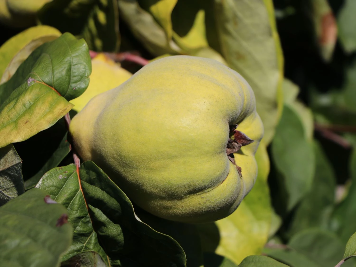 Quitte 'Bereczki-Birnenquitte' 7 Quitte 'Bereczki-Birnenquitte' – Bild 5