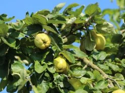 Quitte 'Bereczki-Birnenquitte' 13 Quitte 'Bereczki-Birnenquitte' -Günstiges Erd Seele Geschäft quitte bereczki birnenquitte m106668 w 2