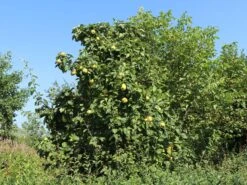 Quitte 'Bereczki-Birnenquitte' 15 Quitte 'Bereczki-Birnenquitte' -Günstiges Erd Seele Geschäft quitte bereczki birnenquitte m106668 w 3