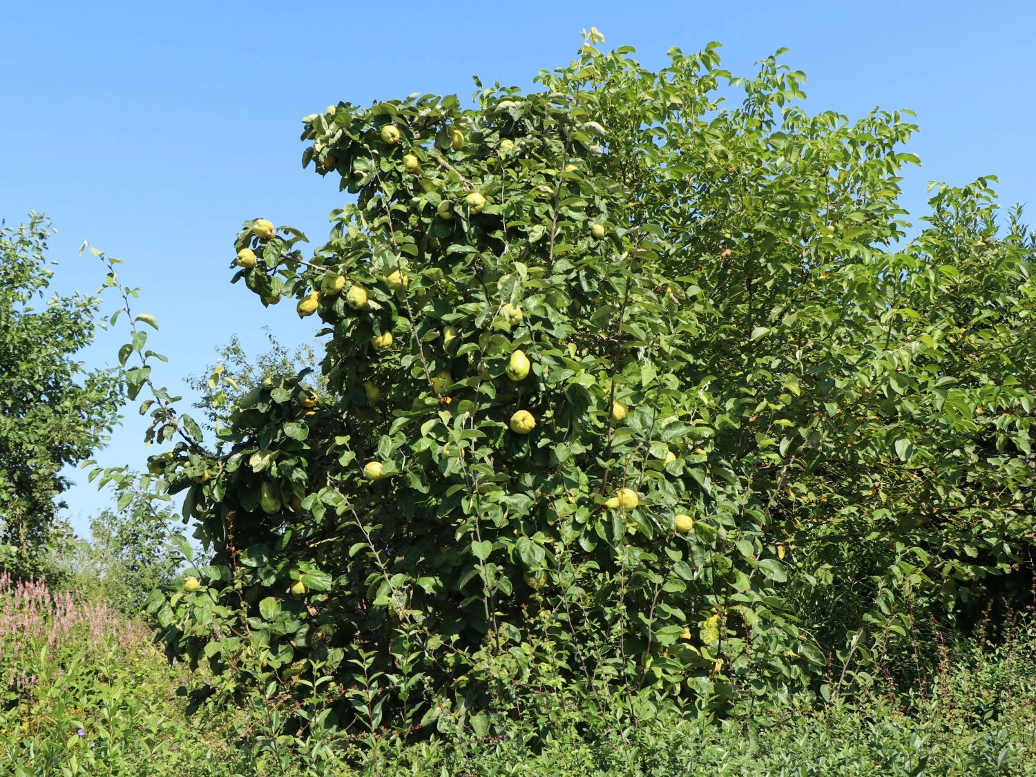 Quitte 'Bereczki-Birnenquitte' 6 Quitte 'Bereczki-Birnenquitte' – Bild 4
