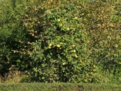 Quitte 'Bereczki-Birnenquitte' 14 Quitte 'Bereczki-Birnenquitte' -Günstiges Erd Seele Geschäft quitte bereczki birnenquitte m106668 w 4