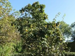 Quitte 'Bereczki-Birnenquitte' 19 Quitte 'Bereczki-Birnenquitte' -Günstiges Erd Seele Geschäft quitte bereczki birnenquitte m106668 w 6