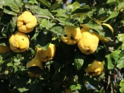 Quitte 'Bereczki-Birnenquitte' 17 Quitte 'Bereczki-Birnenquitte' -Günstiges Erd Seele Geschäft quitte bereczki birnenquitte m106668 w 7