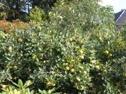 Quitte 'Konstantinopeler Apfelquitte' -Günstiges Erd Seele Geschäft quitte konstantinopeler apfelquitte m062560 w 0