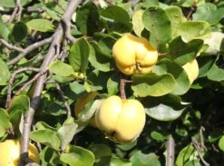 Quitte 'Konstantinopeler Apfelquitte' -Günstiges Erd Seele Geschäft quitte konstantinopeler apfelquitte m062560 w 1