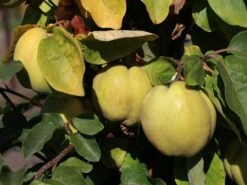 Quitte 'Konstantinopeler Apfelquitte' -Günstiges Erd Seele Geschäft quitte konstantinopeler apfelquitte m062560 w 2