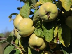 Quitte 'Konstantinopeler Apfelquitte' -Günstiges Erd Seele Geschäft quitte konstantinopeler apfelquitte m062560 w 3