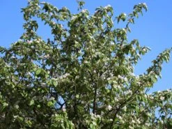 Quitte 'Konstantinopeler Apfelquitte' -Günstiges Erd Seele Geschäft quitte konstantinopeler apfelquitte m062560 w 4