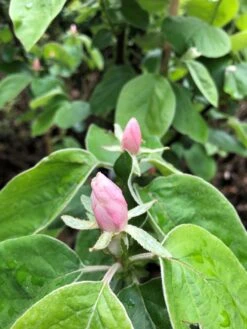 Quitte 'Riesenquitte Von Leskovac' -Günstiges Erd Seele Geschäft quitte riesenquitte von leskovac m069520 193676 0