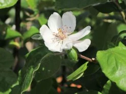 Quitte 'Riesenquitte Von Leskovac' -Günstiges Erd Seele Geschäft quitte riesenquitte von leskovac m069520 w 0