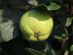 Quitte 'Riesenquitte Von Leskovac' -Günstiges Erd Seele Geschäft quitte riesenquitte von leskovac m069520 w 1