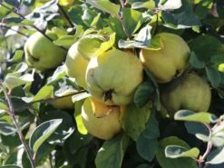 Quitte 'Riesenquitte Von Leskovac' -Günstiges Erd Seele Geschäft quitte riesenquitte von leskovac m069520 w 2