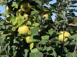 Quitte 'Riesenquitte Von Leskovac' -Günstiges Erd Seele Geschäft quitte riesenquitte von leskovac m069520 w 3