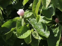 Quitte 'Riesenquitte Von Leskovac' -Günstiges Erd Seele Geschäft quitte riesenquitte von leskovac m069520 w 4