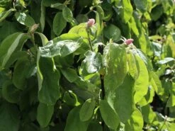 Quitte 'Riesenquitte Von Leskovac' -Günstiges Erd Seele Geschäft quitte riesenquitte von leskovac m069520 w 5