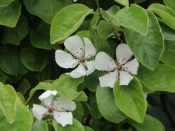 Quitte 'Riesenquitte Von Leskovac' -Günstiges Erd Seele Geschäft quitte riesenquitte von leskovac m069520 w 6