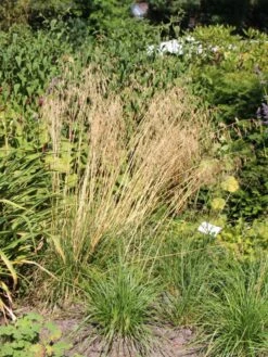 Rasen Schmiele 'Goldschleier' -Günstiges Erd Seele Geschäft rasen schmiele goldschleier m044716 w 0