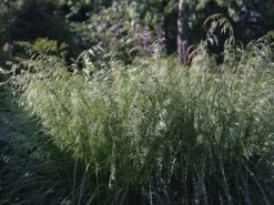 Rasen Schmiele 'Goldschleier' -Günstiges Erd Seele Geschäft rasen schmiele goldschleier m044716 w 4