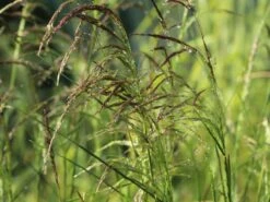 Rasen Schmiele 'Goldschleier' -Günstiges Erd Seele Geschäft rasen schmiele goldschleier m044716 w 5