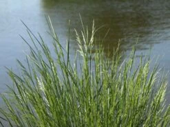 Rasen-Schmiele 'Goldtau' -Günstiges Erd Seele Geschäft rasen schmiele goldtau m083146 w 0