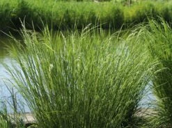 Rasen-Schmiele 'Goldtau' -Günstiges Erd Seele Geschäft rasen schmiele goldtau m083146 w 1