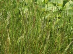 Rasen-Schmiele 'Goldtau' -Günstiges Erd Seele Geschäft rasen schmiele goldtau m083146 w 2