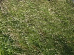 Rasen-Schmiele 'Goldtau' -Günstiges Erd Seele Geschäft rasen schmiele goldtau m083146 w 3