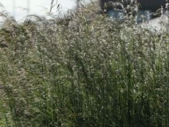 Rasen-Schmiele 'Goldtau' -Günstiges Erd Seele Geschäft rasen schmiele goldtau m083146 w 4