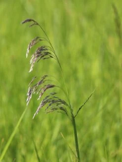 Rasen Schmiele -Günstiges Erd Seele Geschäft rasen schmiele m009058 w 0