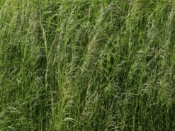 Rasen Schmiele -Günstiges Erd Seele Geschäft rasen schmiele m009058 w 1