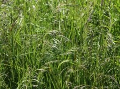 Rasen Schmiele -Günstiges Erd Seele Geschäft rasen schmiele m009058 w 2