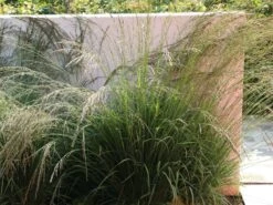 Rasen Schmiele -Günstiges Erd Seele Geschäft rasen schmiele m009058 w 3