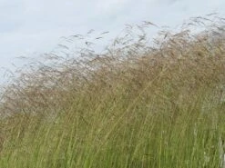 Rasen Schmiele -Günstiges Erd Seele Geschäft rasen schmiele m009058 w 4