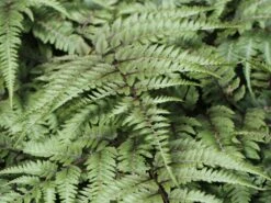 Regenbogenfarn / Brokatfarn 'Burgundy Lace' -Günstiges Erd Seele Geschäft regenbogenfarn brokatfarn burgundy lace m061728 w 0