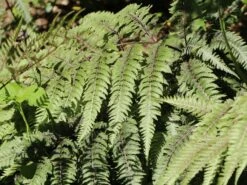 Regenbogenfarn / Brokatfarn 'Burgundy Lace' -Günstiges Erd Seele Geschäft regenbogenfarn brokatfarn burgundy lace m061728 w 1