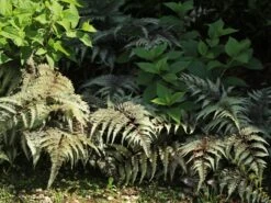 Regenbogenfarn / Brokatfarn 'Burgundy Lace' -Günstiges Erd Seele Geschäft regenbogenfarn brokatfarn burgundy lace m061728 w 2