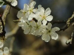 Reneklode 'Graf Althans Reneklode' -Günstiges Erd Seele Geschäft reneklode graf althans reneklode m005136 w 0